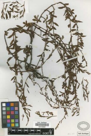 Polygonum striatum K.Koch