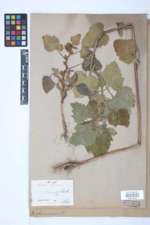 Xanthium strumarium L.
