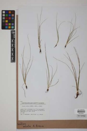 Isoetes velata velata A. Br.