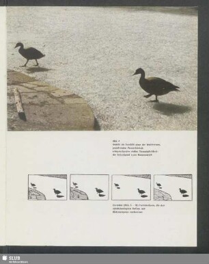 Enten am Ufer