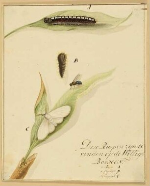 Ein Raupe, eine Puppe und ein Schmetterling auf einem Blatt, mit einer Wespe