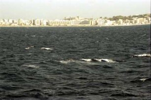 Rhodos: Westseite der Insel mit Hotels, vom Schiff