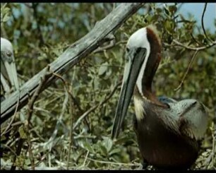 Pelecanus occidentalis (Pelecanidae) - Füttern der Jungen