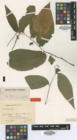 Piper tobagoanum C.DC.