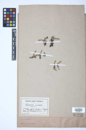 Lycopodiella inundata (L.) J. Holub