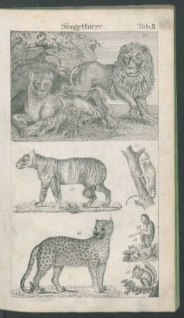 Tafel II. Säugethiere.