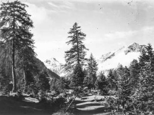 Wald : Ein Wald mit großen Tannenbäumen