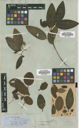 Calycogonium involucratum Griseb.[type]