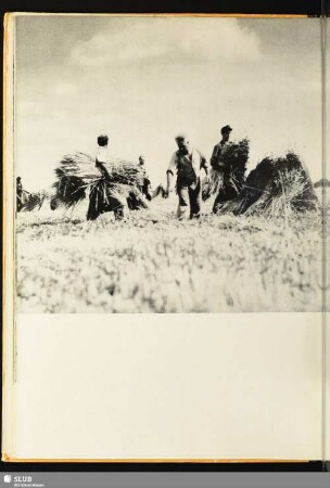 [Arbeit auf dem Feld]