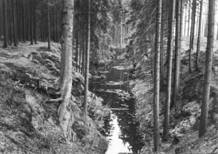 Schwarze Pinge : Die schwarze Pinge, ein Einbruch durch Altbergbau nördlich von Eibenstock