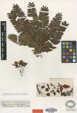 Cassia adiantifolia Spruce [type]