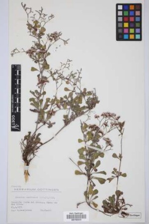 Limonium pectinatum (Ait.) Kuntze