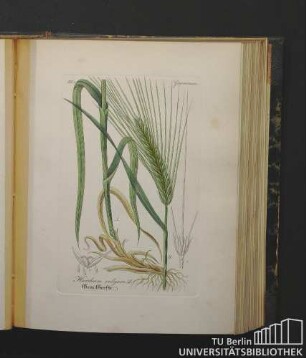 Gramineae. Hordeum vulgare L. Gem. Gerste.