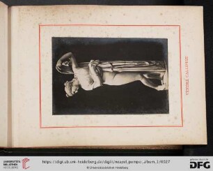 Venere Callipige