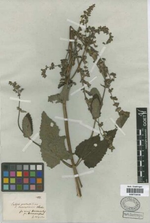 Salvia pratensis L. var. transsylvanica