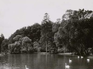 Kassel, Teich : Kassel. Teich in der Karlsaue. Landschaftsgarten im Sohlental der Fulda
