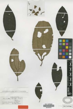 Henriettea spruceana Cogn. [syntype]