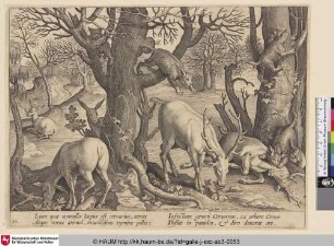 [Luchs greifen Hirsche an; Deer attacked by lynxes]