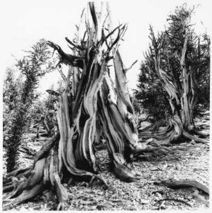 Grannenkiefern, Ancient Bristlecone Pine Forest (USA)