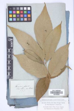 Fraxinus glauca