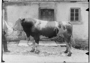 Landwirtschaftskammer Sigmaringen 1934 - Tieraufnahmen Stier