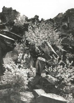 Dresden-Altstadt, Neumarkt. Trümmerflora an der Ruine der Frauenkirche