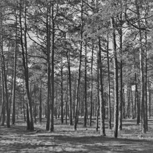 Landschaftsbild. Birkenwald.