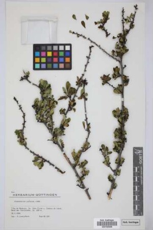 Chamaemeles coriacea Lindl.