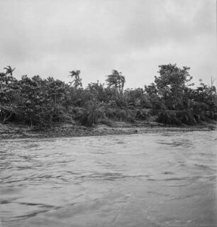 Flussufer : Vegetation am Ufer des Buzi