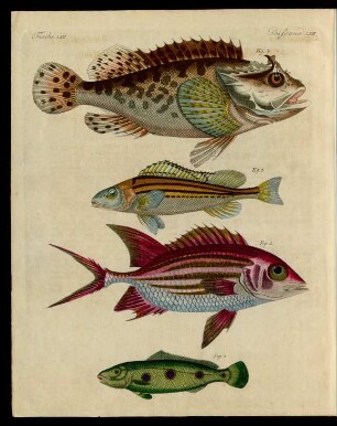 Merkwürdige und sonderbare Fische.