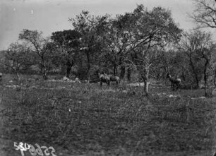 Antilopen : Antilopen im Krüger-Nationalpark vor einer Baumgruppe.