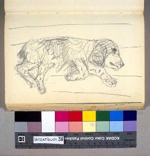 Der Cockerspaniel der Familie Schniewind