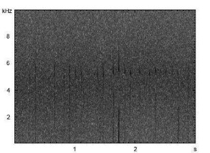 Zwergfledermaus | Pipistrellus pipistrellus - Ruf