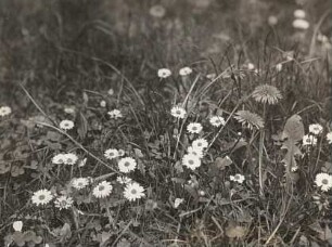 Gänseblümchen (Bellis perennis) und Gewöhnlicher Löwenzahn (Taraxacum sect. Ruderalia)