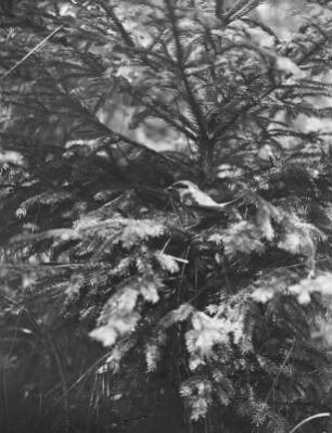 Neuntöter : Neuntöter (Lanius collurio) oder Rotrückenwürger, Männchen am Nest.