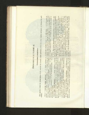 Pl. 24.