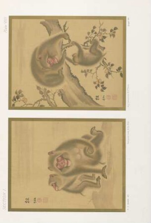 Plate VIII.