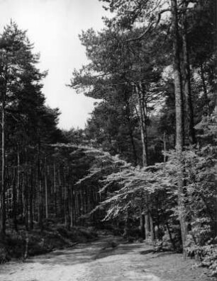Pfälzer Wald. Waldrand