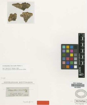 Colobanthus muscoides Hook.f. [type]