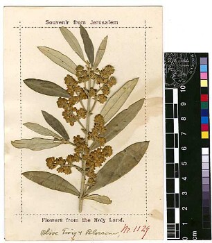 Oleaceae Olea europaea Linné, Carl von (1707 - 1778) [Jerusalem, Yerushalayim, El Quds, Al-Quds, Al Quds, El Quds Esh Sherif, Al-Muqaddas, Jérusalem, Gerusalemme, Jerusalén, Aelia Capitolina, Colonia Aelia Capitolina, Hierosolyma, Urusalim, Jerusalem]