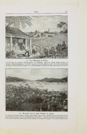 33. Tee-Pflanzung in China