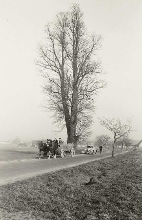 Lohmen, Linde : Lohmen, Landstraße nach Pirna. Linde (Tilia sp.) entlaubt. Naturdenkmal am westlichen Ortseingang von Lohmen