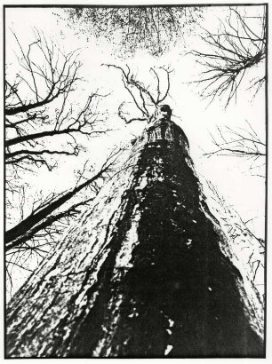 Baumstamm von Unten, Fotografik