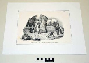 Englisches Steinkohlenpferd