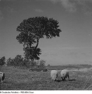 Landschaft mit Baum, Auto und Schafen