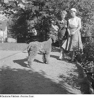 Porträt Axel, Hund von Prof. Gustav Fritzsche