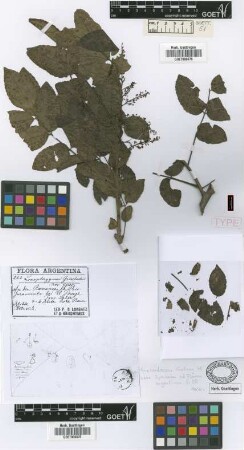 Loxopterygium gisebachii Hieron. & Lorentz ex Griseb. [holotype]
