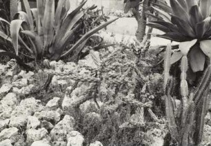 Rabatte mit Inselflora (Teil des Botanischen Gartens) im zweiten Innenhof. Sukkulentenabteilung mit Kakteen und Agaven