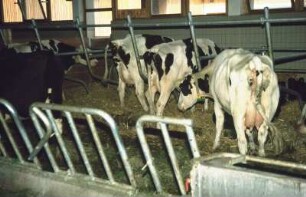 Fotografie: Stallsystem, Liegeboxenlaufstall, Liegebox, Tiefbox