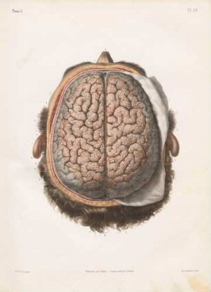 Vaskuläres und arterielles System des Gehirns